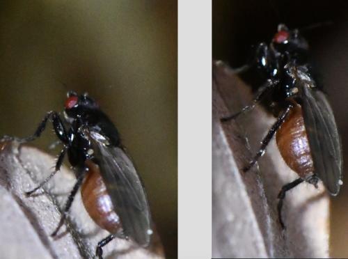 Réf. 315 407 : Crumomyia sp.